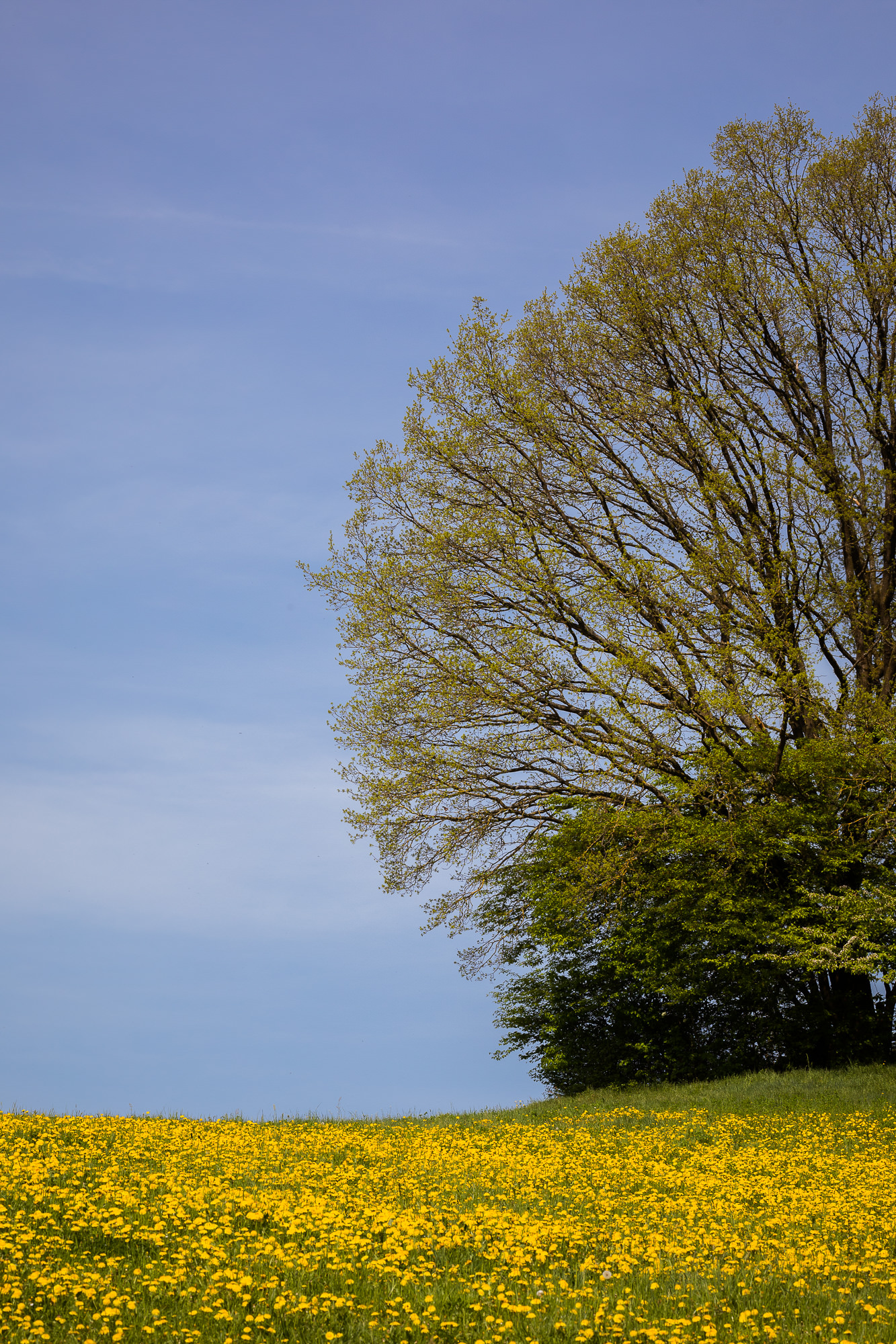 Export x3 5D4 5119 Geburtstag 75 Klara @ Golffricktal